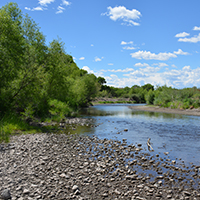 Gila River downstream of Iron Bridge at low flow during summer 2016. Photo Credits: Mary Harner