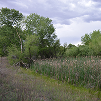 Restored wetland habitat at the Gila River Farm of the Lichty Ecological Research Station. Photo Credits: Mary Harner