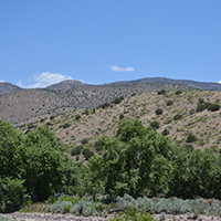 View of sycamore riparian forest (foreground) and the Gila National Forest (background) from Mogollon Creek upstream from the confluence with the Gila River. Photo Credits: Mary Harner