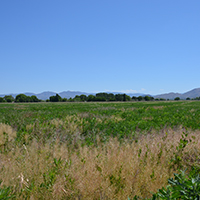Agricultural field bordered by cottonwood forests along the Gila River. Photo Credits: Mary Harner