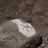 Spider on a river rock in the Gila River. Photo Credits: Mary Harner