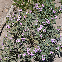 Flowers growing within the cobbles along the Gila River. Photo Credits: Mary Harner