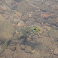 Juvenile bullfrog swimming in the Gila River. Photo Credits: Mary Harner